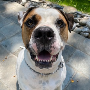 Fundraising Page: Brutus PAC Alum